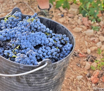 หายนะสภาพอากาศ! กระทบไวน์ฝรั่งเศสผลิตลดลง 18%